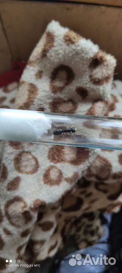 Муравьи camponotus vagus