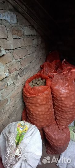 Картофель мелкий на корм