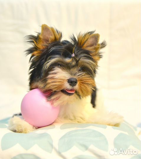 Щенок бивер йорка девочка