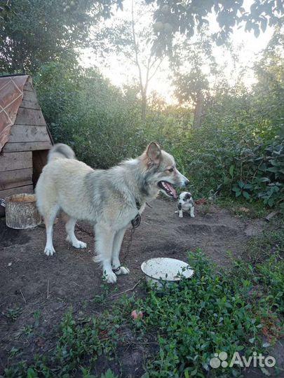 Аляскинский маламут щенки