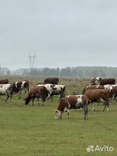 Нетель Нетели 120 голов