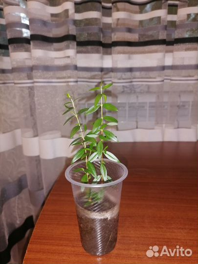 Миртовое дерево