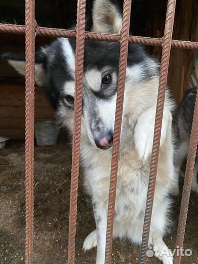 Сибирский хаски