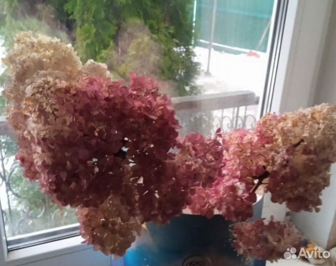 Гортензия сухоцветы