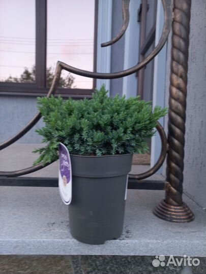 Саженцы хвойных растений