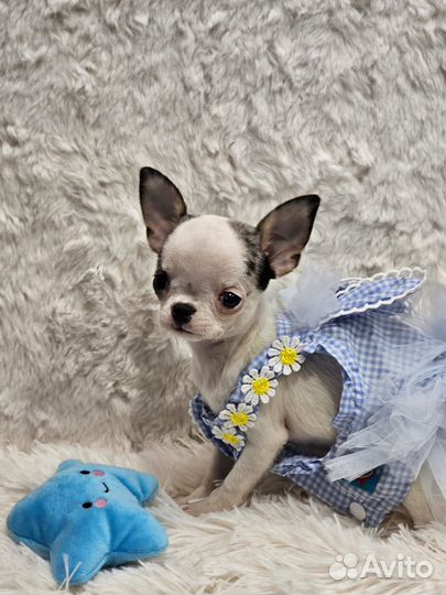 Щенки чихуахуа девочки