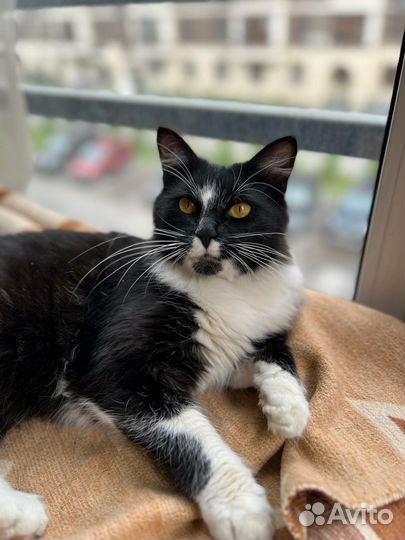 Красивый кот в добрые руки