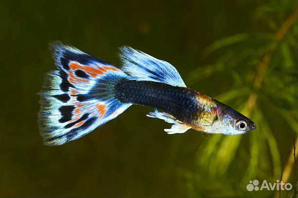 Аквариумные рыбки гуппи