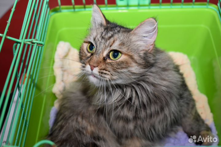 Кошка Куколка в добрые руки