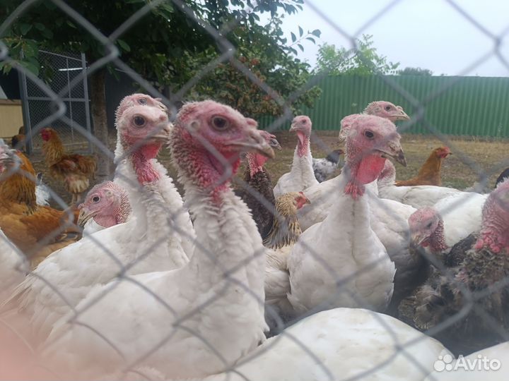 Индюки домашние