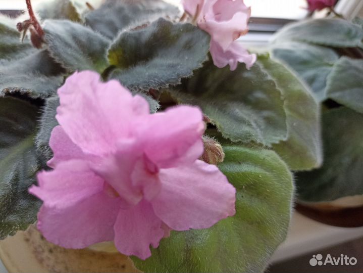 Цветы фиалки