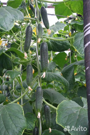 Рассада огурцов