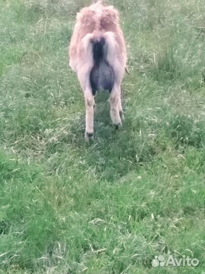 Продам дойных коз