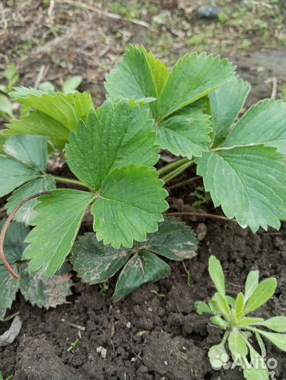 Клубника и земляника