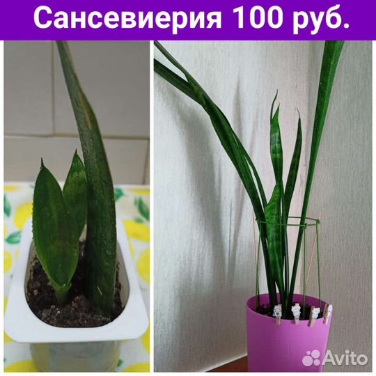 Комнатные цветы