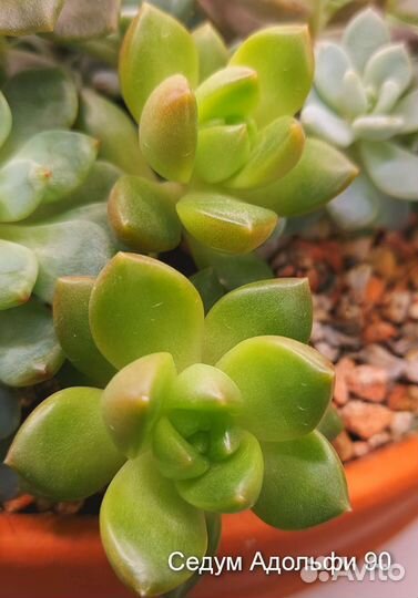 Суккуленты