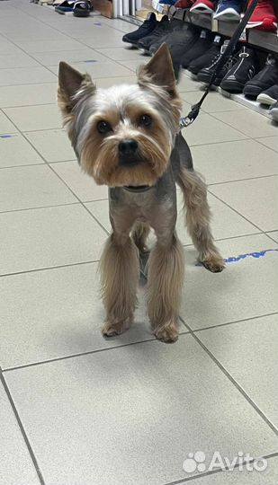 Йоркширский терьер вязка мальчик