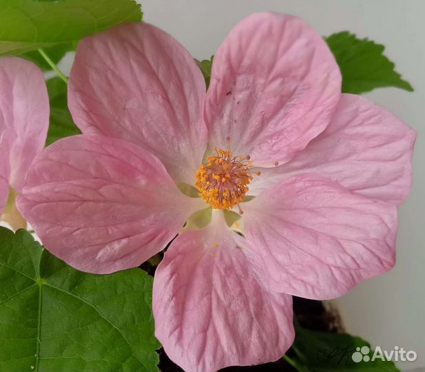 Абутилоны сортовые