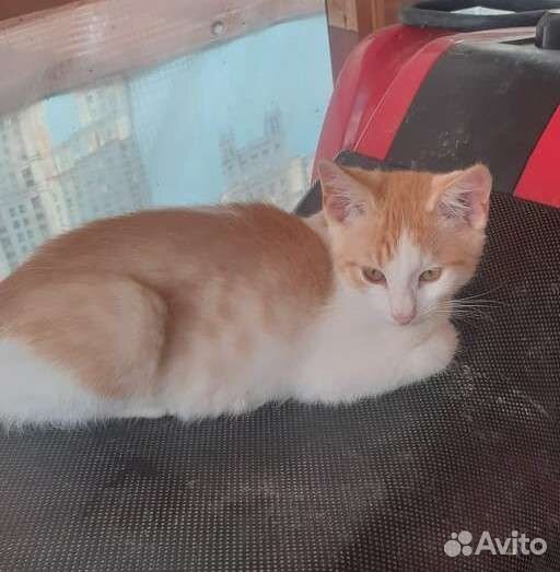 Рыжий котенок в добрые руки бесплатно