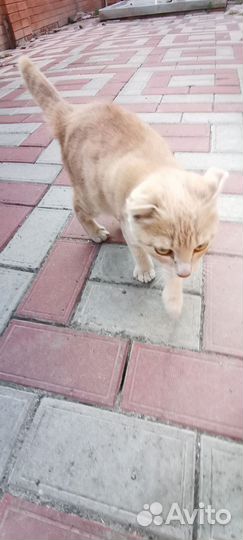 Котята в добрые руки отдам бесплатно