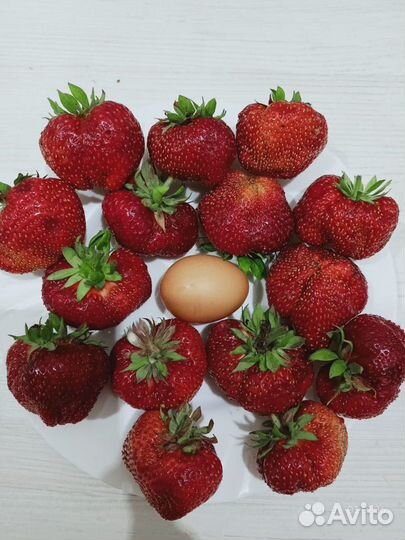 Клубника сорт Чамора Туруси