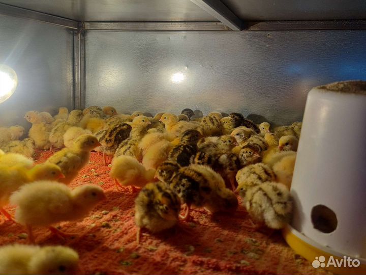 Перепелята