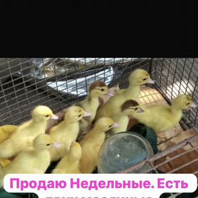 Продаю индоутят