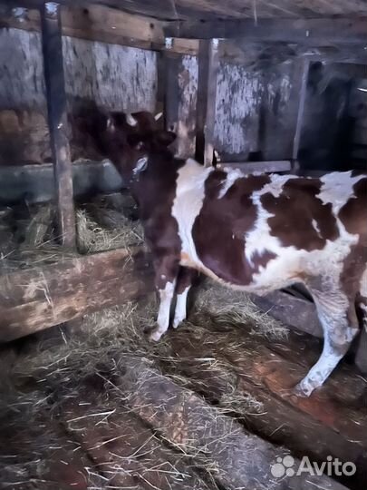 Телята бычки