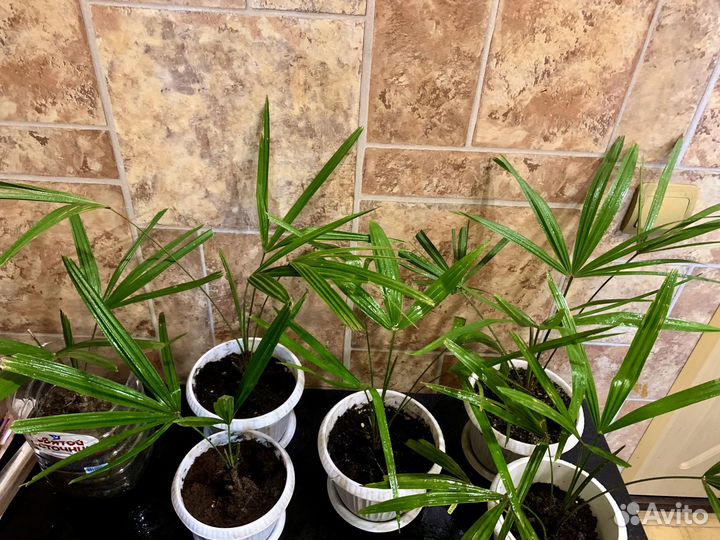 Пальма веерная трахикарпус