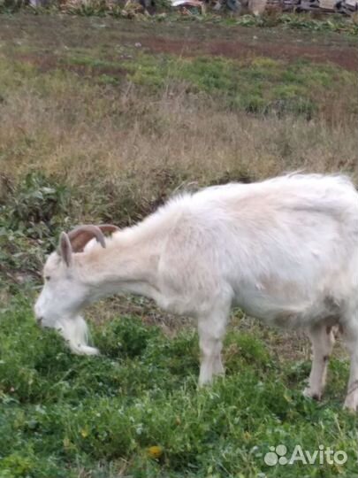 Козёл вязка