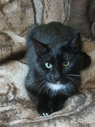 Маркиз 1 годик