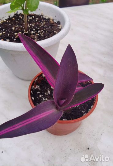 Сеткреазия, коллизия леди пинк/ розовая пантера