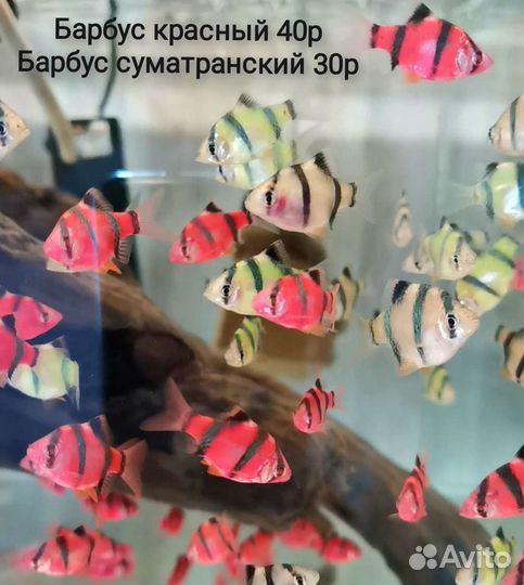 Рыбки аквариумные