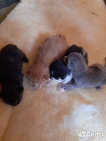 Отдам бесплатно животные