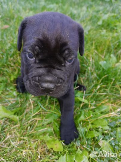 Собаки щенки