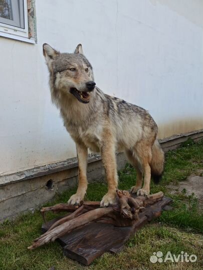 Чучело волка