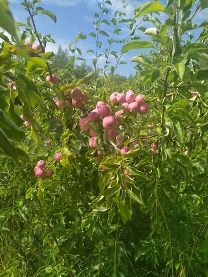 Участок 8 сот. (СНТ, ДНП)