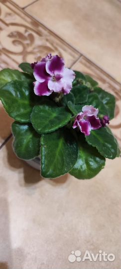 Красивые фиалки (цветущие)