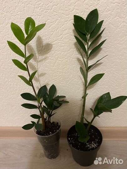 Замиокулькасы. Диффенбахия