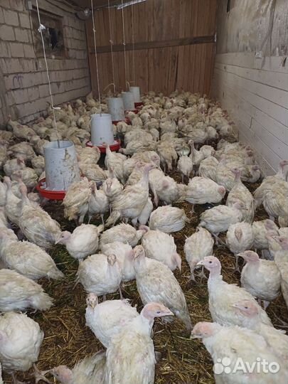 Индюшата тяжелый cross