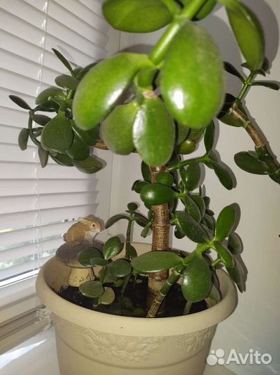 Толстянка + 6 отростков Денежное дерево