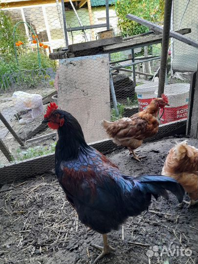 Молодые петухи