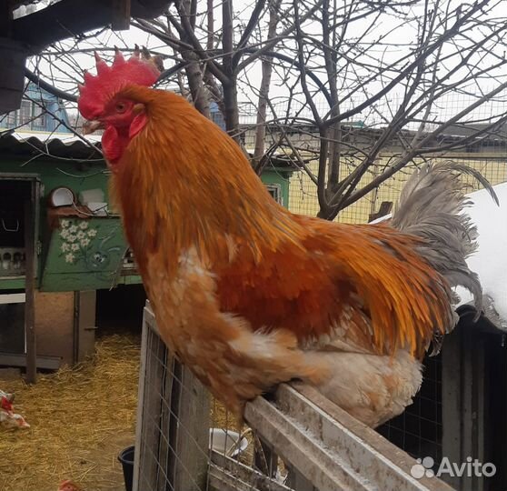 Яйца домашних кур для инкубации