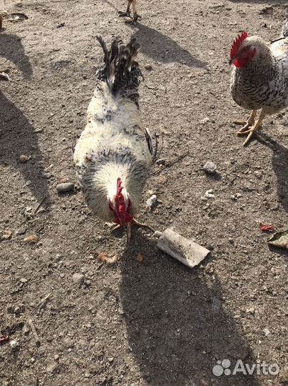 Петушки домашние