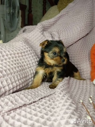 Йоркширский терьер