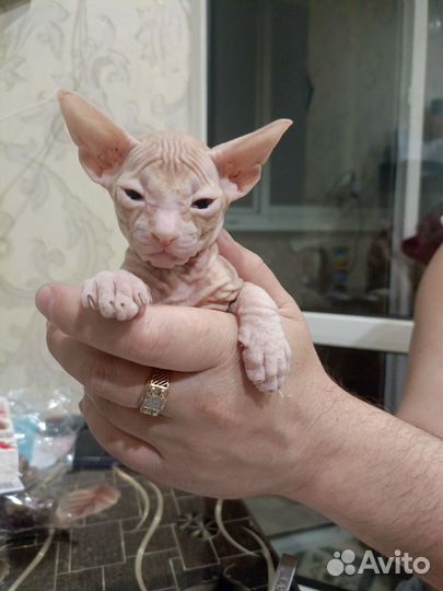 Донской сфинкс котята