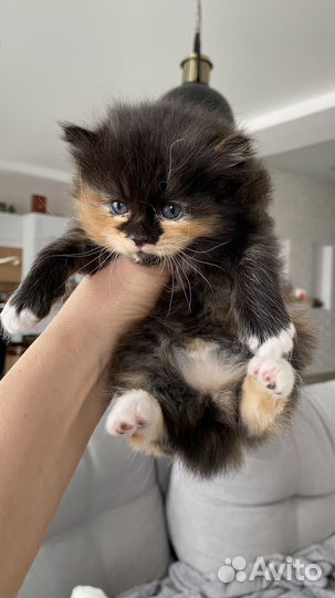 Кошки курильский бобтейл