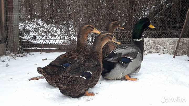 Руанскаяутка и инкубационное яйцо в Лобне