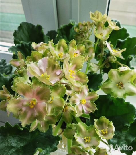 Фиалка KZ- Кузнечик