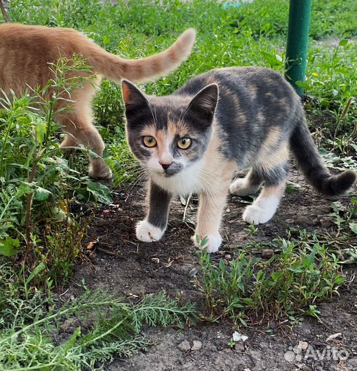 Кошка в дар